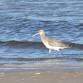Migration, shorebirds, and the importance of Port event image