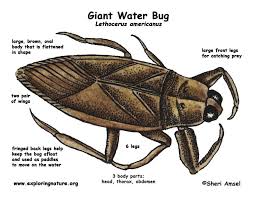 Killdeer Bird With White Ring Around Neck Facts About The Giant Water Bug The Water Bug Insect Species Bugs Insects