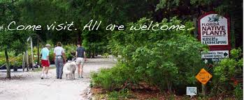 The leaves are large, deeply lobed, and colored a bright dark green. Welcome To Florida Native Plants Nursery
