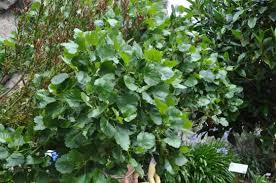 Image result for Greyia