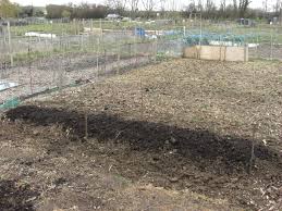 How to care for an asparagus bed in the spring? Asparagus Beds A Step By Step Guide Jonathan Spain S Blog