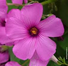 Image result for Oxalis debilis