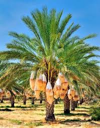 Do palm trees produce fruit. Date Palm Tree