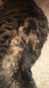 Since senior cats may have more matted cat hair and need more help grooming than younger felines, here is what pet if soiled fur is a frequently encountered problem, your cat's groomer or veterinarian can provide a sanitary trim. What Is Wrong With My Cats Fur Please Help Thecatsite