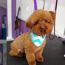 We did not find results for: Nashville Pet Spa