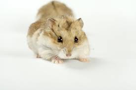 Download this template using the above button. Hamster Stock Photo Image Of Whisker Pets Life Studio 7610108