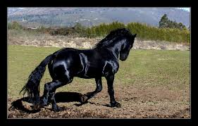 Maybe you would like to learn more about one of these? Jet Black Friesian Horse Friesians Photo 17059979 Fanpop Page 10