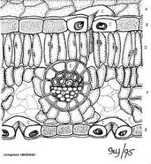 Leaf Anatomy Coloring Teaching Biology Biology Classroom Biology Teacher