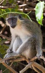 Amazing animal facts for kids we have a fantastic set of cool facts all about animals for you. Fun Monkey Facts For Kids Interesting Information About Monkeys