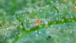 What to do about spider mites during flowering. Cannabis Growing How To Get Rid Of Spider Mites During Flowering Urbanorganicyield Com