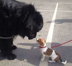 This map shows how many newfoundland dogs are posted in other states. 31 Photos That Show The Joys Of Living With Newfoundland Dogs