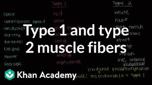 Type 1 And Type 2 Muscle Fibers Video Khan Academy