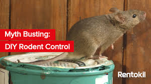 Luckily, there are some simple steps you can take to get mice out of your home. Myth Busting Diy Rodent Control