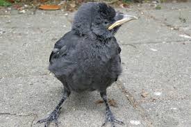 Döhle bodies are present in association with burns, severe or systemic infections, exposure to cytotoxic agents. Dohle Gesang Brutzeit Jungvogel Co Plantura