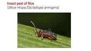 The economic power of insects is significant although they have a negative aspect. Economic Entomology