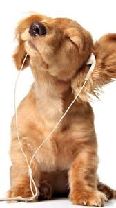 En Tatli Yavru Sus Kopekler Ile Ilgili Gorsel Sonucu Dogs Labrador Dog Wallpaper Puppy Wallpaper Puppies Funny