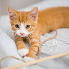 Since the rate a kitten grows is dependent on their. Kitten Development From 6 Months To 1 Year
