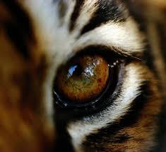 International tiger day virtual celebration | activities for international tiger day celebration|in this video:for pre and primary students 2 easy activities. International Tiger Day Wwf