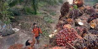 Penanaman kelapa sawit dilahan gambut sedikit berbeda dari tanah mineral. Faktor Cuaca Bakal Genjot Produksi Kelapa Sawit Ri Dan Malaysia