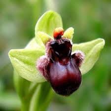 Image result for Ophrypetalum odoratum