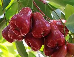Pada saat budidaya jambu air ini yang pasti tentu akan mengalami banyak masalah. Cara Membuahkan Jambu Air Kampustani Com