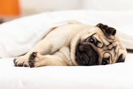 In genere, con una cura appropriata, il disturbo di tipo acuto si risolve in poche settimane. Pericardite Nel Cane Cos E Cause Cura E Trattamento