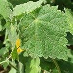 Image result for Pavonia burchellii