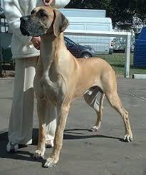 Die bordeaux dogge (bordeauxdogge, franz. Deutsche Dogge Wikipedia