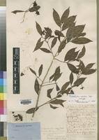 Image result for Rhabdophyllum welwitschii