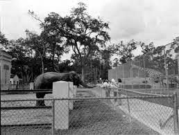 Jax Zoo Remembering Those Days Before Remodel Do We Remember The Train Ride And The Little Copter Ride Florida Pictures Jacksonville Zoo Jacksonville Florida