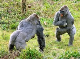 Two Gorillas Almost Come To Blows Fighting Over A Jacket Potato Orangutan Monkey Gorilla Baboon