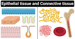 We did not find results for: Epithelial Tissue Vs Connective Tissue Definition 15 Differences Examples