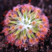 In greek mythology, drosera (ancient greek: Drosera Fulva Australian Petiolaris Complex Sundew Curious Plant