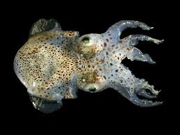 Maybe you would like to learn more about one of these? Bobtail Squid Wikipedia