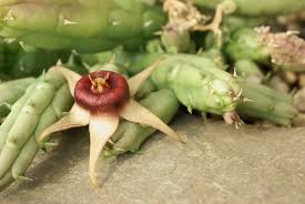 Image result for Huernia procumbens