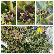 Image result for Zaleya