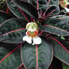 Image result for Impatiens keilii