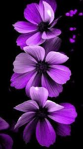 Purple Purple Flowers Wallpaper Purple Flowers Floral Wallpaper Iphone