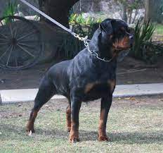 Von Ruelmann Rottweilers Inc German Rottweiler Puppies For Sale Rottweiler Breeder German Rottweile Rottweiler Facts Rottweiler Puppies Rottweiler Training