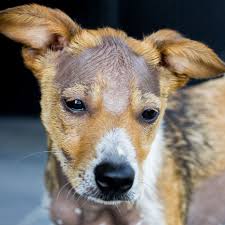 The great dane is no exception, and while breed societies do their utmost to regulate the good health of their breed, there will always be exceptions. How To Treat Alopecia In Dogs