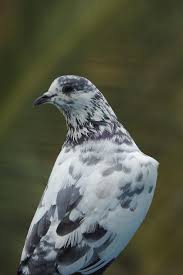 Check spelling or type a new query. Paloma Pajaro Blanco Negro Pikist