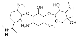Gentamicin is a bactericidal aminoglycoside that was discovered and isolated from micromonospora purpurea in 1963. Gentamicin Wiktionary