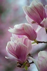 Pin By Tomoko Cs On Nature Small Pink Flowers Beautiful Pink Flowers Beautiful Flowers