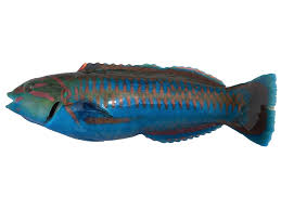 フィッシュズカン