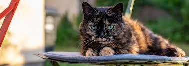 ‪Cat Care Tips, Advice & Health Information - RSPCA - rspca.org.uk‬‏