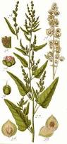 Image result for Atriplex halimus