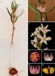 Image result for Brachystelma