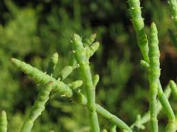 Image result for Sarcocornia decumbens