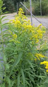 Image result for Solidago