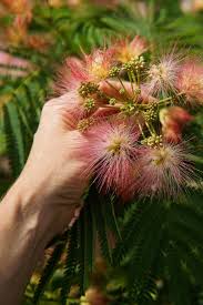 Image result for Mimosa mossambicensis